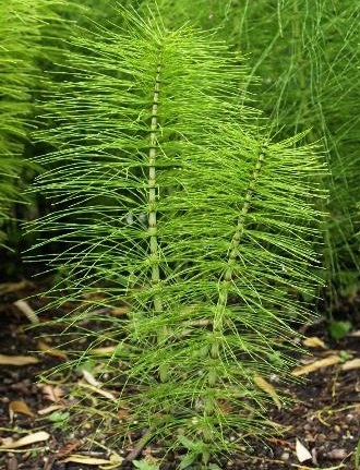http://www.delicato.co.za/images/Plant%20Photos/horsetail.jpg
