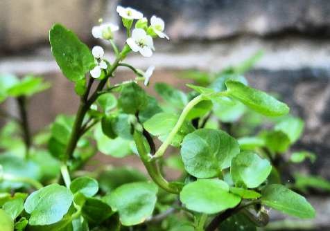 http://www.delicato.co.za/images/Plant%20Photos/Watercress.jpg