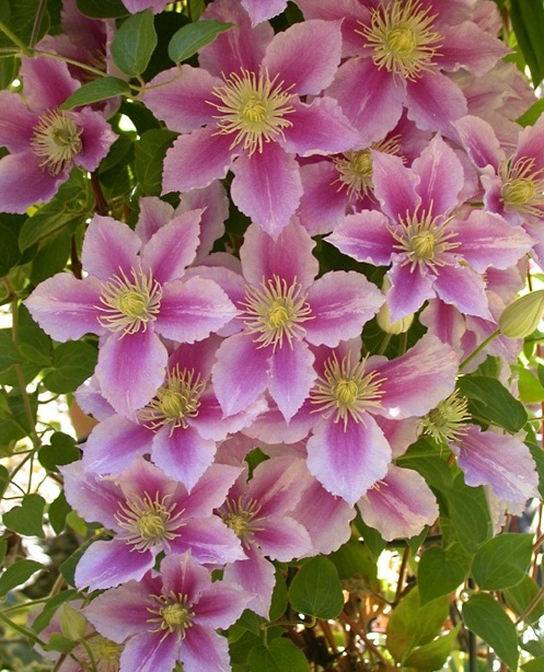 http://www.delicato.co.za/images/Plant%20Photos/clematis.jpg