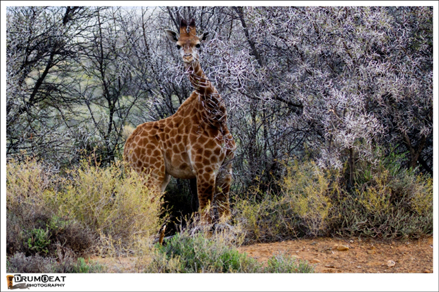 inquisitive baby giraffe