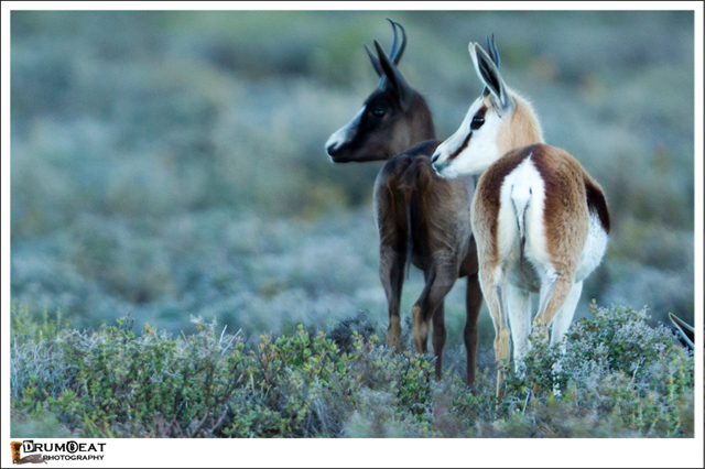 black springbok shadows his true-coloured sibling