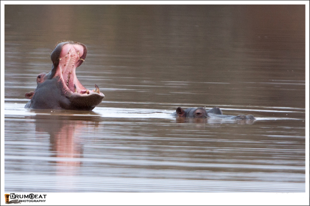 hippo declaring his territory